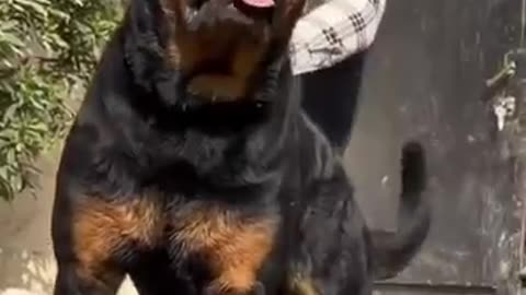 Training dog🐕