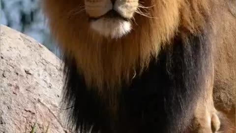 Lion Poetry