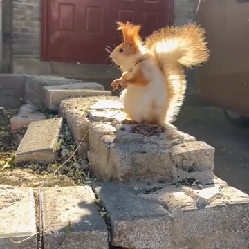 bunny or a squirrel ?