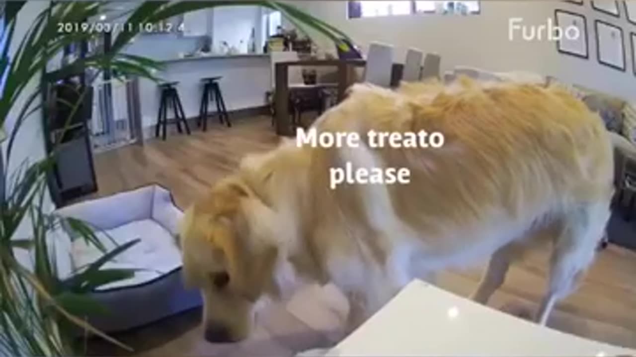 Golden Retriever Home Alone