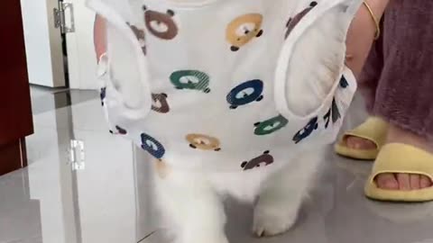 Funny Video