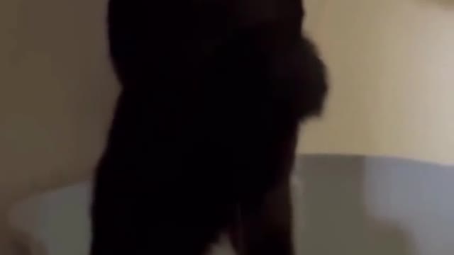 This is how he goes to the toilet