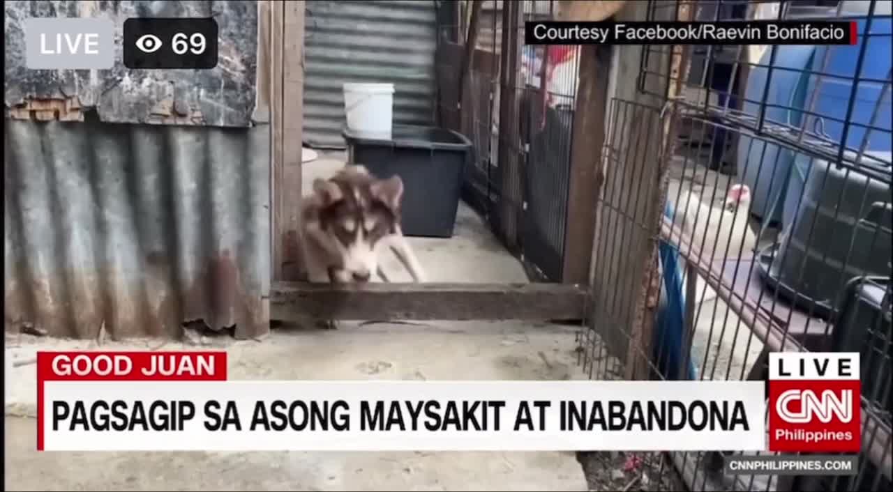 BRAVE THE HUSKY STORY ON CNN PHILIPPINES NEWS! | Raevin Bonifacio