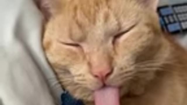 Best Funny Animal Videos 2022 - Funniest Cats And Dogs Video