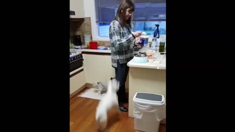 Cat funny videos😂😂🐱🐱