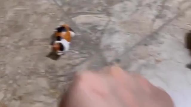 no touch__-- _biamaquilla _ _ibutucing_-__cat _attitude _notouch _brofist