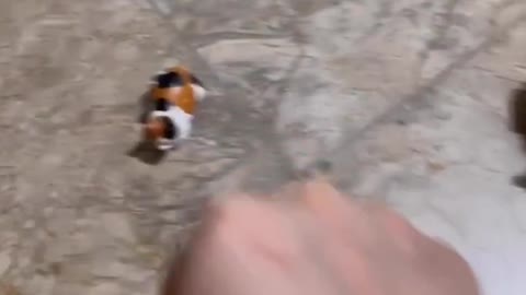 no touch__-- _biamaquilla _ _ibutucing_-__cat _attitude _notouch _brofist