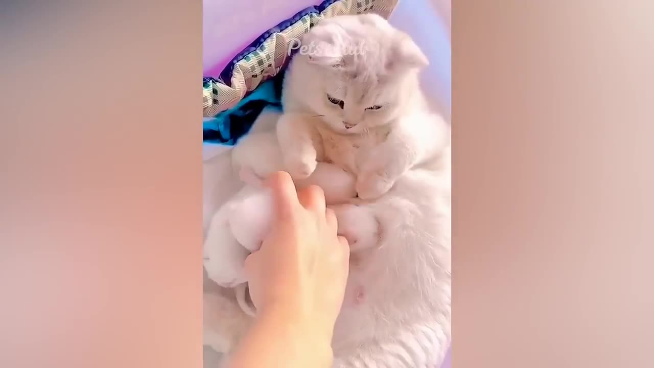 Funniest Dogs and Cats