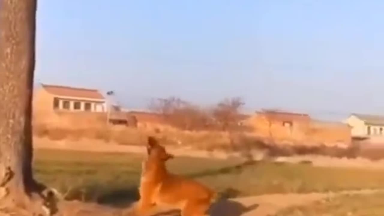 Funniest dog video over internet!