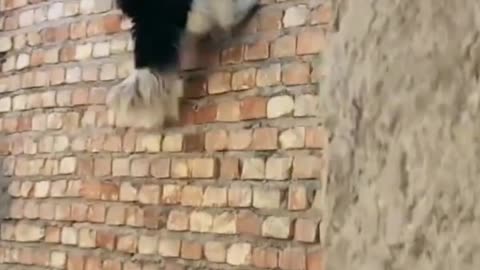 "Unveiling the Unseen: Meet the Most Energetic Dog Ever!"