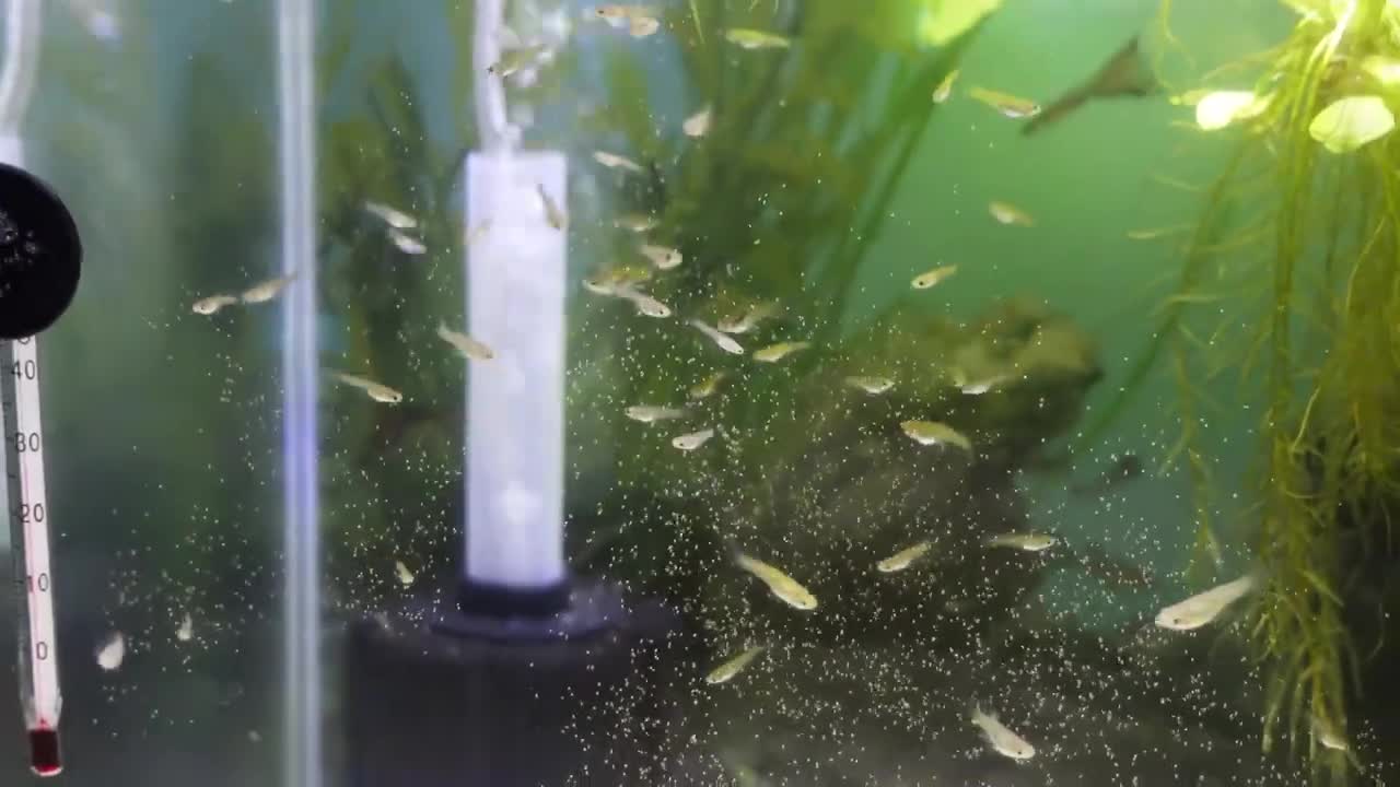 Feeding live brine shrimp to all our fish: The BEST way to feed them