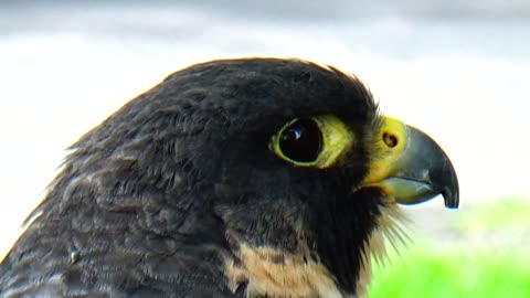 Peregrine Falcon