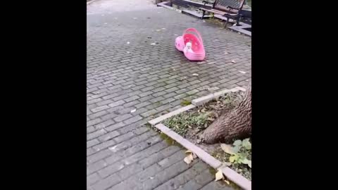 Funny and Cute Dog Pomeranian
