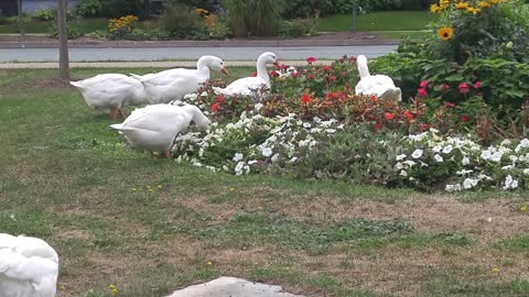 Geese treating the flowers like an edible arrangement