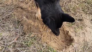 German shepherd