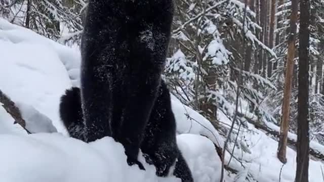Domestic Panther