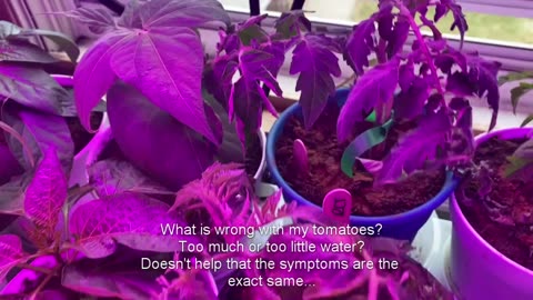 Plant Update! What is wrong with my tomatoes?