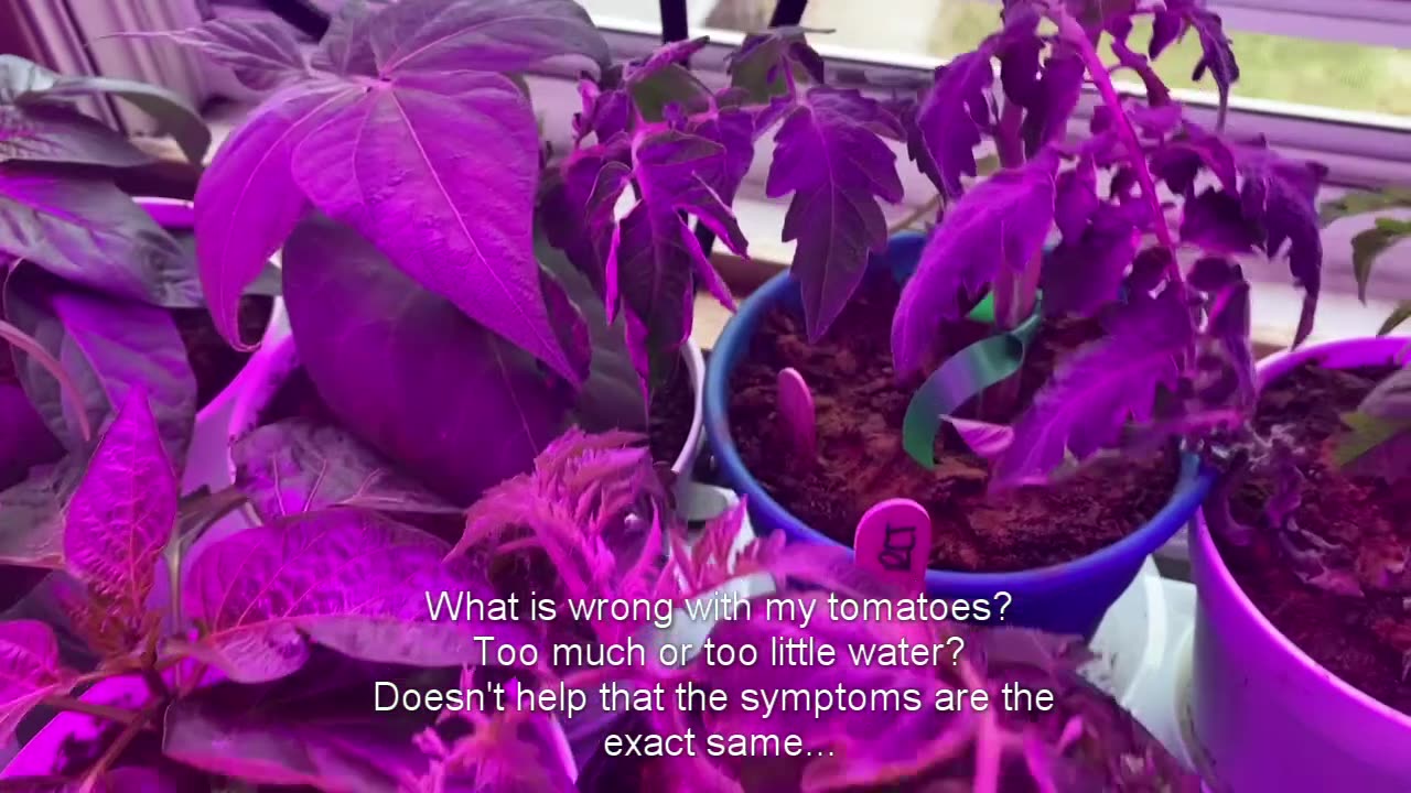 Plant Update! What is wrong with my tomatoes?