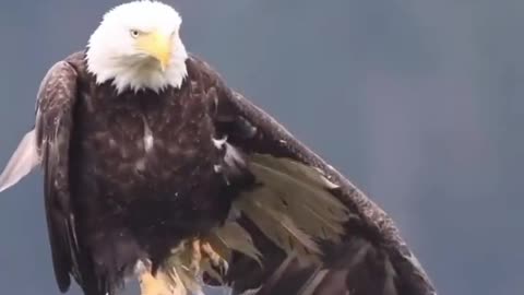 Just beautiful the American Eagle