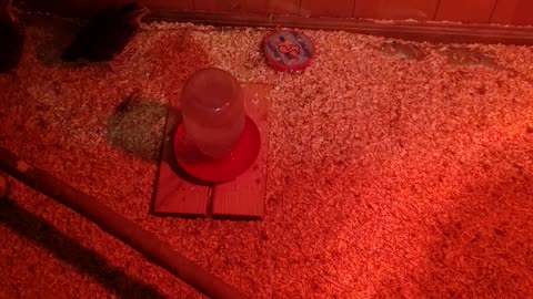 Ep 8. I woke up one of the babies