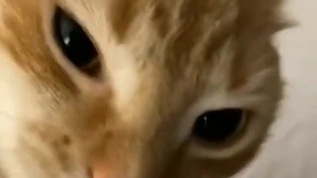 Should i make it low quality_#vine #funny #boom #fyp #cat #shorts