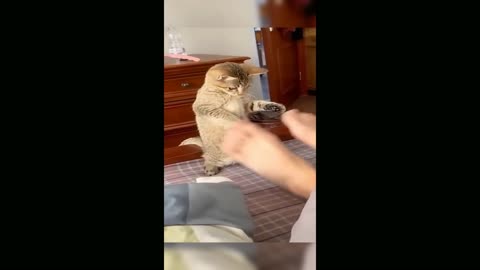 😂😂Funny😂😂Cats😂😂Videos