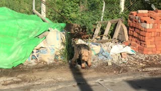 Oscar the Welsh Terrier Pee and Stroll with His Doberman Bodyguard