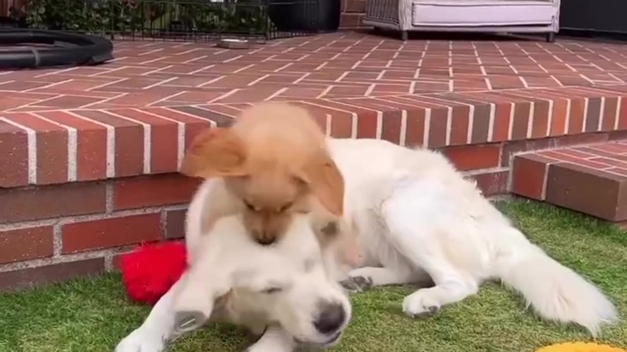 Hope thig you cheer you up when you have a bad day