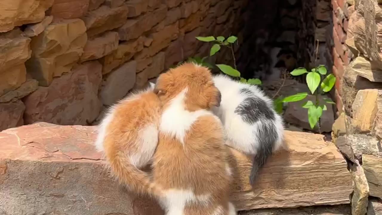 Cute 🥺 cat with beautiful family ❤️