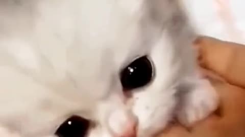 Funny Cat