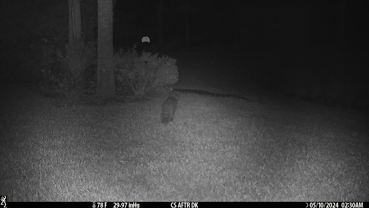 Raccoon checking out backyard gator