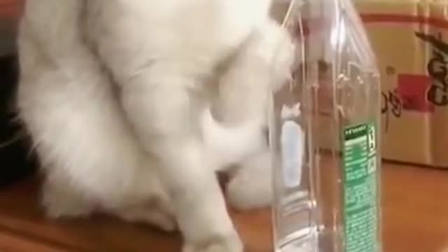 Lovely Cat, black cat, cats, funny cats, funny cat videos 2022