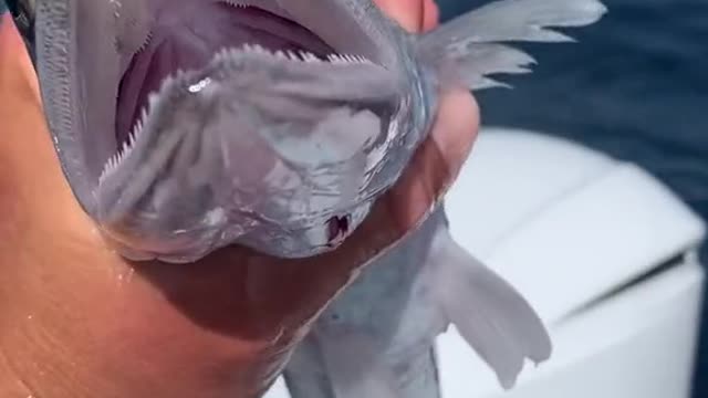 Fishes below 100 feet deep