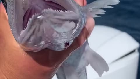 Fishes below 100 feet deep