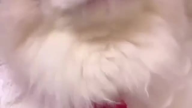 Meow cute cat videos