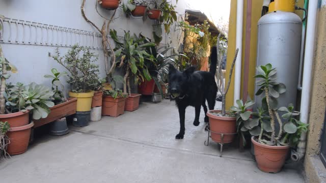 Cute black dog playing at home with a pet project