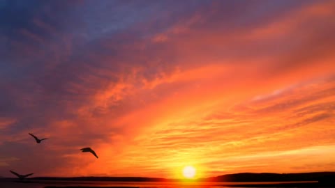 Beautiful Sunrise Video with Birds