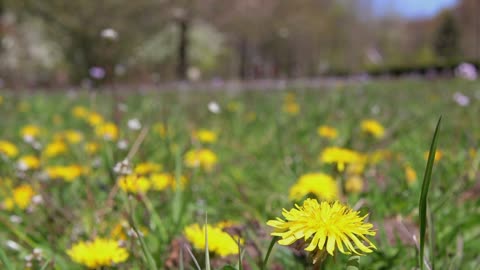 paardenbloem kievit