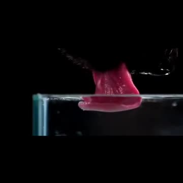 This is how dogs tongue work while drinking