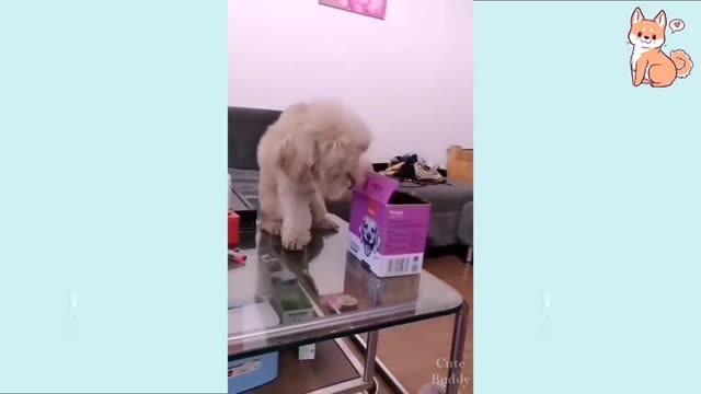 You Will Laugh at all The Dogs 🐈 Funny Dog Videos 😂