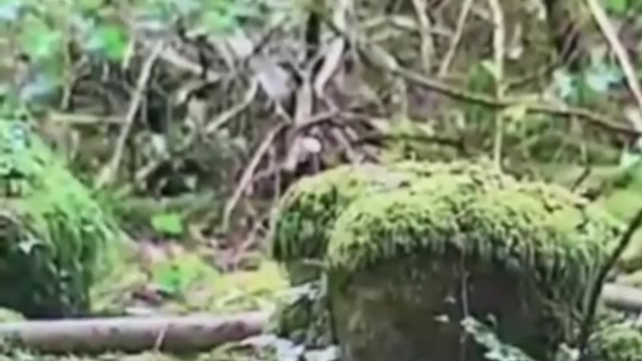 What are these creatures and why do they react so calmly to humans?