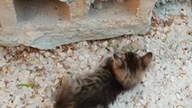 Orange and Striped Cute Kitten Playing Together