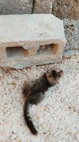 Orange and Striped Cute Kitten Playing Together