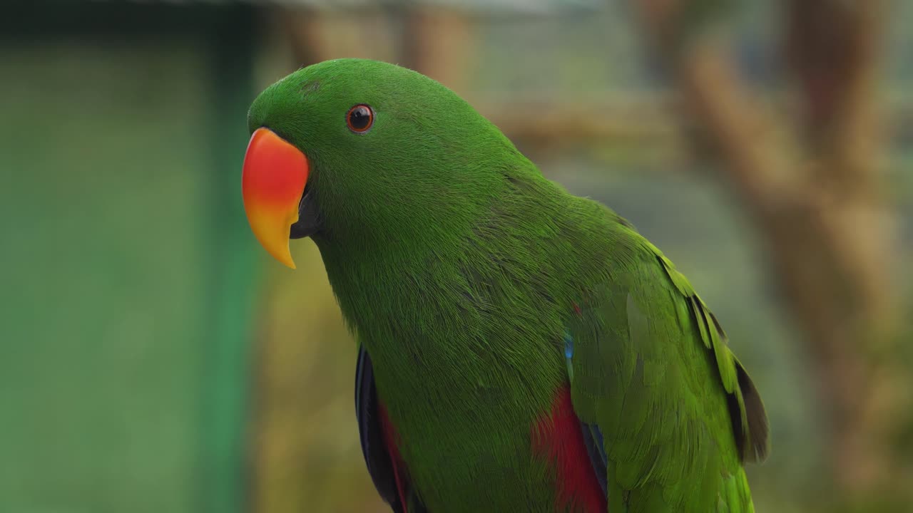 Green parrot