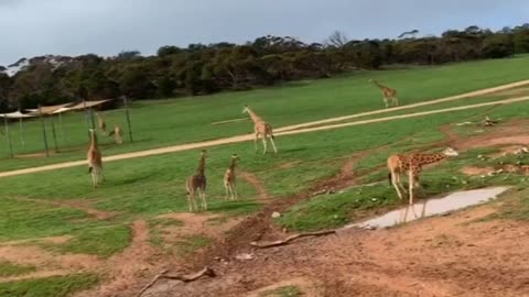 giraffes