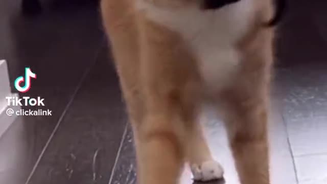 Happy time with the cat