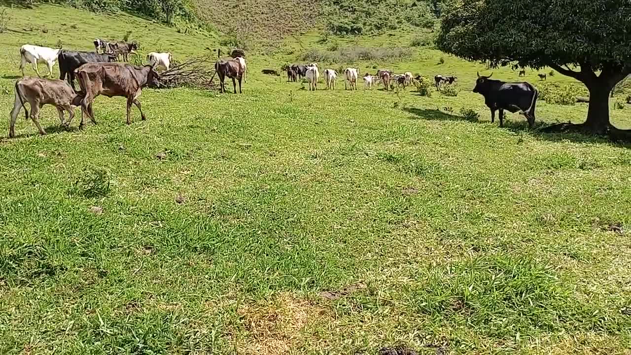 Tocando em frente... Resiliência na pecuária de hj é tudo!