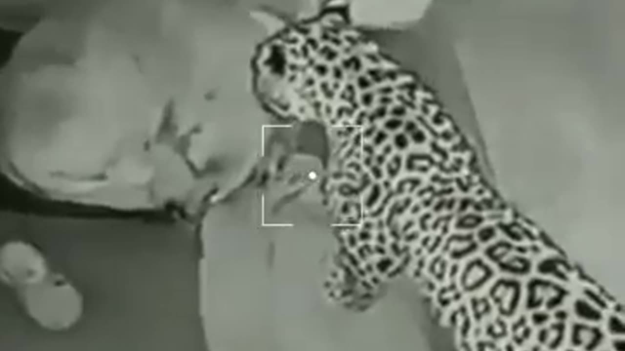 Shocking Footage Leopard attack on security dog viralvideo