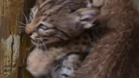 baby_bobcat_cuteness_overload@@@@