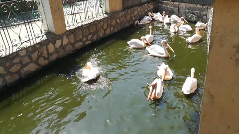 Backed Pelican Group Enjoys Weekend In Giza Lake